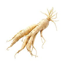Panax ginseng